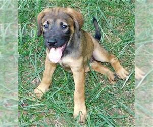 Labrador Retriever-Mountain Cur Mix Dogs for adoption in Benton, AR, USA