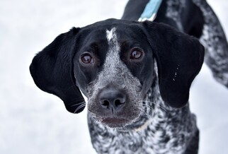 Bluetick Coonhound Dogs for adoption in Fargo, ND, USA