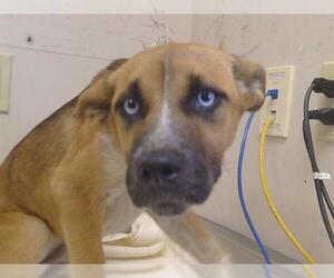 Siberian Husky-Unknown Mix Dogs for adoption in Sacramento, CA, USA