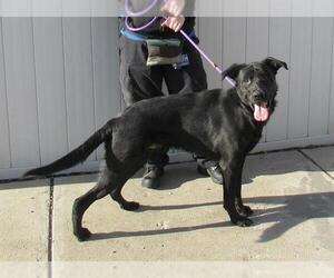 Labrador Retriever Dogs for adoption in Louisville, KY, USA
