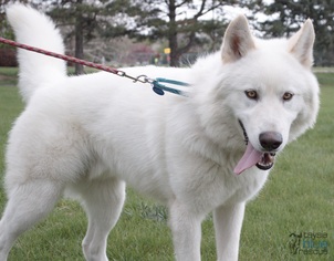 Alaskan Malamute Dogs for adoption in Omaha, NE, USA