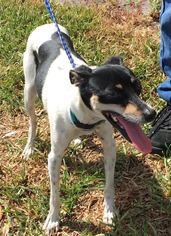 Rat Terrier Dogs for adoption in Maquoketa, IA, USA