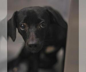 Mutt Dogs for adoption in San Antonio, TX, USA