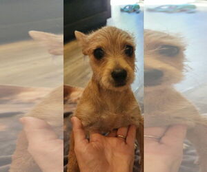 Mutt Dogs for adoption in Visalia, CA, USA