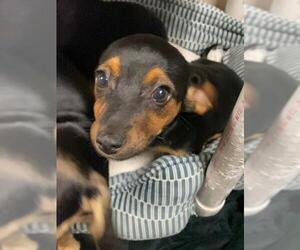 Beagle-Chihuahua Mix Dogs for adoption in Fort Wayne, IN, USA