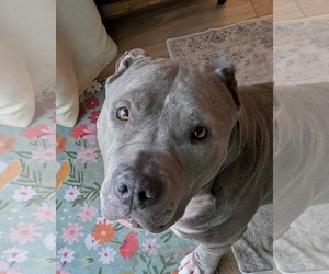 American Bulldog-Unknown Mix Dogs for adoption in Oro Medonte, Ontario, Canada