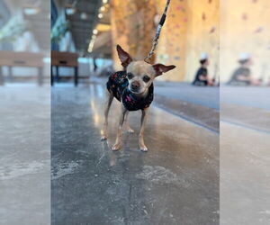 Chihuahua-Unknown Mix Dogs for adoption in Salt Lake City, UT, USA