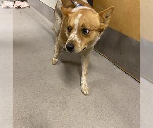 Mutt Dogs for adoption in Modesto, CA, USA