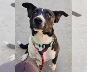Mutt Dogs for adoption in Sacramento, CA, USA