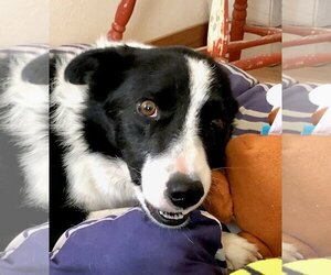 Border Collie Dogs for adoption in Laramie, WY, USA