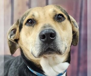 Mutt Dogs for adoption in Canton, CT, USA