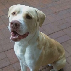 Bullypit Dogs for adoption in Towson, MD, USA