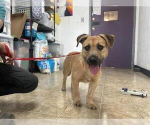 Mutt Dogs for adoption in Raleigh, NC, USA