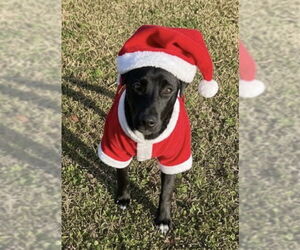 Labrador Retriever-Unknown Mix Dogs for adoption in Garner, NC, USA