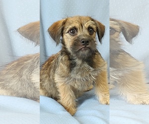 BoShih Dogs for adoption in Greenville, IL, USA