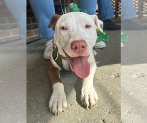 American Pit Bull Terrier-Unknown Mix Dogs for adoption in Germantown, OH, USA