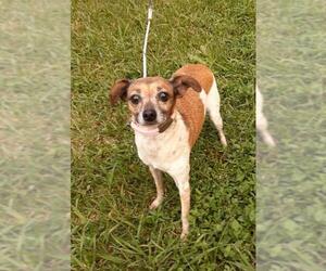 Jack Russell Terrier-Unknown Mix Dogs for adoption in Missouri City, TX, USA