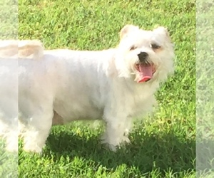 Miniature Schnauzer-Shih Tzu Mix Dogs for adoption in Lenoir, NC, USA