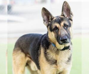 German Shepherd Dog Dogs for adoption in Camarillo, CA, USA