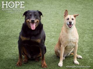 Rottweiler Dogs for adoption in Alton, IL, USA