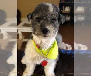 Poodle (Miniature)-Unknown Mix Dogs for adoption in Canutillo, TX, USA