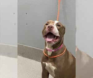 American Pit Bull Terrier-Unknown Mix Dogs for adoption in Las Vegas, NV, USA