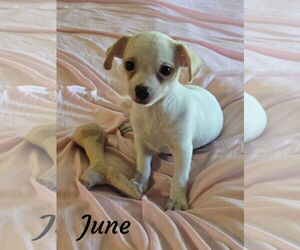 Chihuahua Dogs for adoption in Phelan, CA, USA