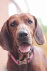 Redbone Coonhound Dogs for adoption in Asheville, NC, USA