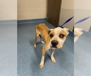 Boxer-Unknown Mix Dogs for adoption in Pearland, TX, USA