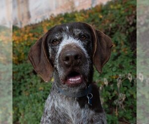 German Wirehaired Pointer Dogs for adoption in Kanab, UT, USA
