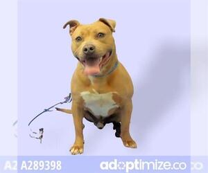 Bulldog Dogs for adoption in Stockton, CA, USA