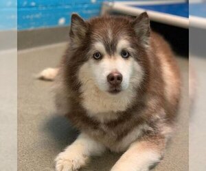 Siberian Husky Dogs for adoption in Rocky Mount, VA, USA