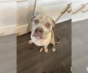 Bulldog-Unknown Mix Dogs for adoption in Waterford, VA, USA