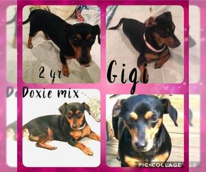Dachshund Dogs for adoption in Franklinton, LA, USA