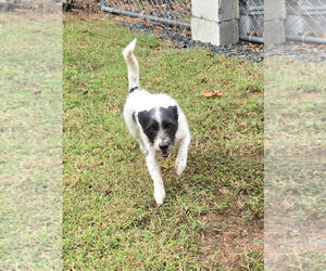 Mutt Dogs for adoption in Albemarle, NC, USA