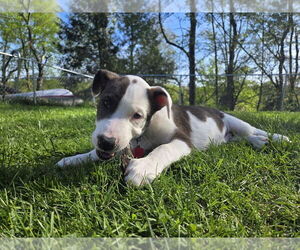 American Pit Bull Terrier-Collie Mix Dogs for adoption in Springdale, PA, USA