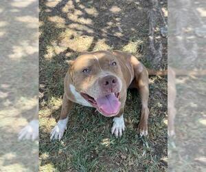 Mutt Dogs for adoption in Riverside, CA, USA