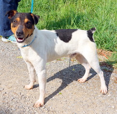 Rat Terrier Dogs for adoption in Dickson, TN, USA