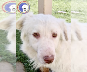 Great Pyrenees Dogs for adoption in Spring, TX, USA