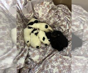 German Shepherd Dog Dogs for adoption in Riverside, CA, USA