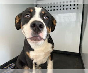 American Pit Bull Terrier-Unknown Mix Dogs for adoption in Bakersfield, CA, USA