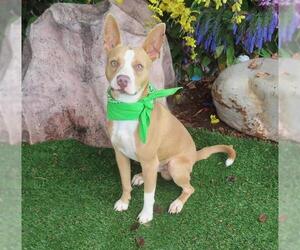 American Pit Bull Terrier-Unknown Mix Dogs for adoption in Oklahoma City, OK, USA