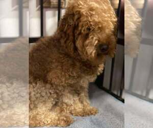 Poodle (Miniature) Dogs for adoption in Lewistown, PA, USA