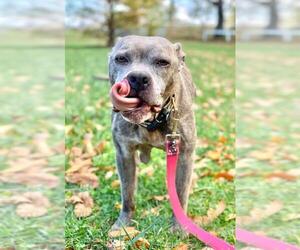 American Pit Bull Terrier Dogs for adoption in Landenberg, PA, USA