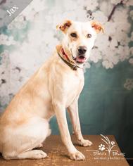 Labrador Retriever Dogs for adoption in Ottawa, KS, USA