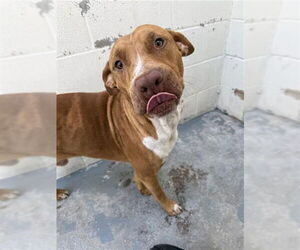 American Pit Bull Terrier-Unknown Mix Dogs for adoption in Corpus Christi, TX, USA
