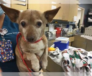 Chiweenie Dogs for adoption in Riverside, CA, USA