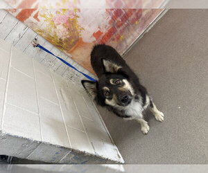 German Shepherd Dog-Unknown Mix Dogs for adoption in San Bernardino, CA, USA