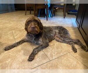 German Wirehaired Pointer Dogs for adoption in New Smyrna Beach, FL, USA