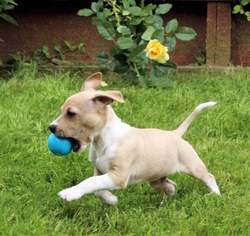 Jack Russell Terrier Dogs for adoption in Los Banos, CA, USA